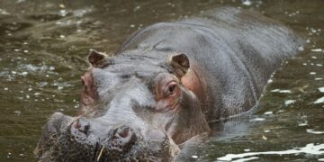 Buyo /Drame sur le fleuve Sassandra : 11 morts après le chavirement d’une embarcation