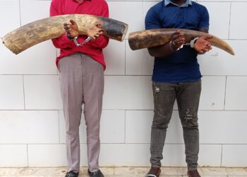 Côte d’Ivoire : Plus de 30 kg d’ivoires en provenance du Libéria saisis à Divo, 2 personnes interpellées