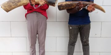 Côte d’Ivoire : Plus de 30 kg d’ivoires en provenance du Libéria saisis à Divo, 2 personnes interpellées