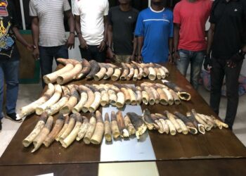 Trafic d’espèces protégées: 10 personnes interpellées avec 7 peaux de panthère, 6 crânes de panthères et 40 kg d’ivoire