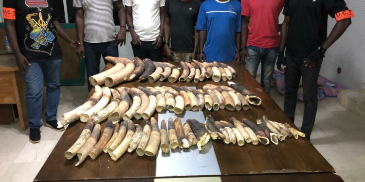Trafic d’espèces protégées: 10 personnes interpellées avec 7 peaux de panthère, 6 crânes de panthères et 40 kg d’ivoire