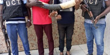 Côte d’Ivoire : La difficile lutte contre le trafic des espèces sauvages protégées 