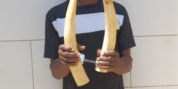 Yopougon : Un présumé trafiquant d’animaux interpellé avec 2 pointes d’ivoire d’éléphant