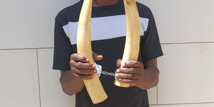 Yopougon : Un présumé trafiquant d’animaux interpellé avec 2 pointes d’ivoire d’éléphant