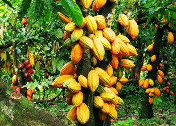 Marahoué/Campagne intermédiaire du cacao:  Le SYNAP-CI s’engage à faire respecter le prix