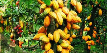 Marahoué/Campagne intermédiaire du cacao: Le SYNAP-CI s’engage à faire respecter le prix