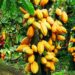 Marahoué/Campagne intermédiaire du cacao:  Le SYNAP-CI s’engage à faire respecter le prix