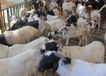 Attécoubé/ Tabaski 2026: Danho Paulin offre plus de 200 moutons aux Musulmans