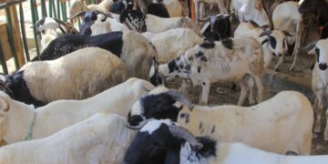 Attécoubé/ Tabaski 2026: Danho Paulin offre plus de 200 moutons aux Musulmans