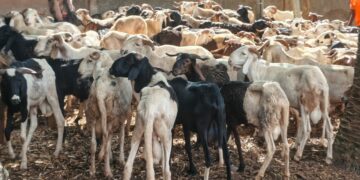 Daloa/Tabaski 2026: Babaud Darret offre 50 béliers à la communauté musulmane