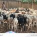 Daloa/Tabaski 2026: Babaud Darret offre 50 béliers à la communauté musulmane
