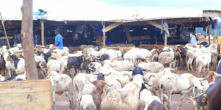 Tabaski-Anyama 2026 :Dr Fatima Bamba fait un important don à la communauté musulman
