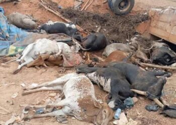 Frontière Burkina–Côte d’Ivoire : des camions de bétail bloqués, des animaux meurent sous le soleil