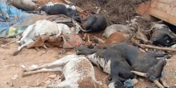 Frontière Burkina–Côte d’Ivoire : des camions de bétail bloqués, des animaux meurent sous le soleil