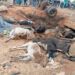 Frontière Burkina–Côte d’Ivoire : des camions de bétail bloqués, des animaux meurent sous le soleil