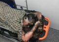 Cocody-Angré : cinq jeunes filles périssent dans un incendie