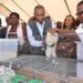 Gagnoa / Produits animaux : la campagne nationale d’approvisionnement des marchés lancée